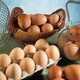 eggs in carton